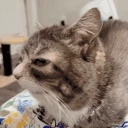 petting emote