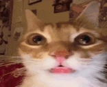 urm emote