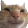 catsmile emote