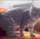 CatAttacc1 emote