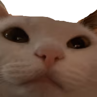 catstare emote