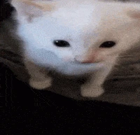 hubert emote