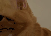 wuh emote