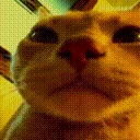 catdansen emote