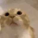 oom animated emote