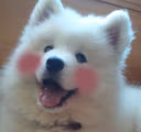 Blushed_Flushed_Dog emote