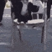 monkeycool emote