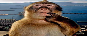 hMM emote