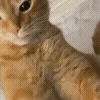 punchpunchpunch emote