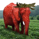 StrawberryElephant emote