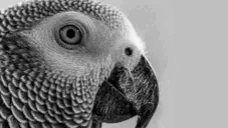 GigaParrot animated emote