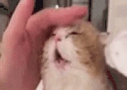 HeadMassage emote
