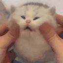 gumo animated emote