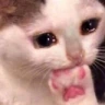 CE_SadCatEatPaw emote