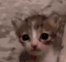 plaksa emote