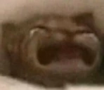 wahcat emote