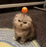 cat emote