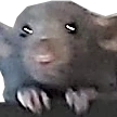 RatPlead emote