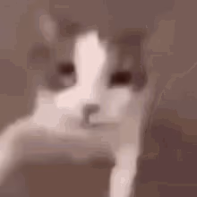 Catjump emote