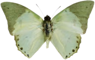 butterfly_sage emote