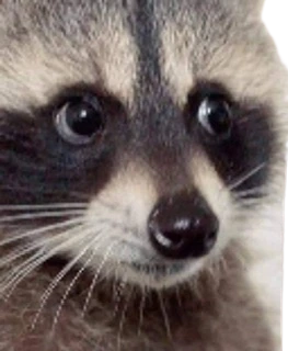 Raccoon_face emote