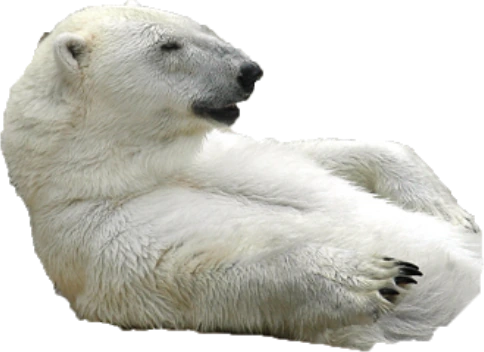 bear emote