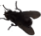 fly emote