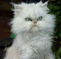 Angrycat emote
