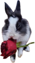 bunnyrose emote