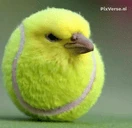 tenisuit emote