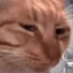 cat emote