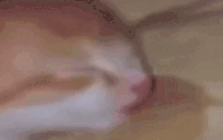 tooeepy emote