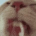 kitty_lick emote