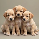puppies emote