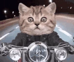 catBiker emote