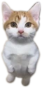 Jeremy emote