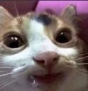 batsard emote