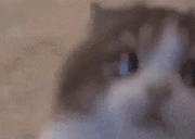 AttentionPwease emote