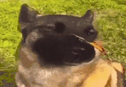 bliss emote