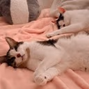 cats_sleepybuddies emote