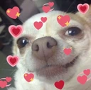 Dog_Feeling_Loved emoji