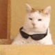 coolCat2 emote