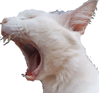 CatScream emote