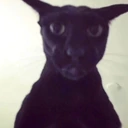 Larry emote
