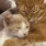 catCuddles emote