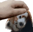 redpanda_pet emote