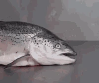 troutyourself emote