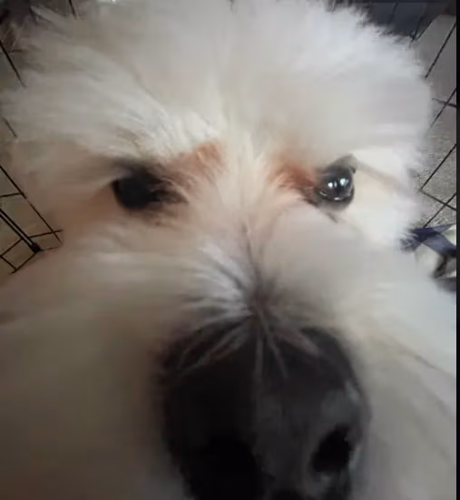 InterestedDog emote