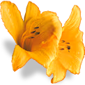flower_butterlily emote