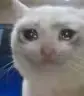 crycat2 emote